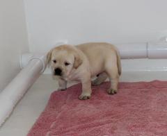 Yellow english lab puppies for sale ca